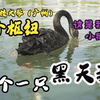 学校"派"黑天鹅啦！系统枢纽喜获小"鹅紫"
