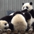 【耿达基地的大熊猫宝宝们】团子们扎在一堆，只有一只在练功～什么功，坐功～