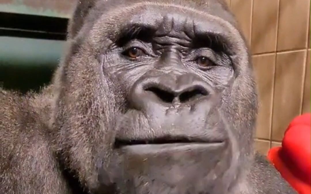 看大猩猩吃播有多解压~ 优雅，太优雅了！