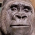 看大猩猩吃播有多解压~ 优雅，太优雅了！