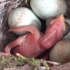 布谷鸟把蛋寄生在别的鸟窝里，孵出的布谷雏鸟谋杀寄主的鸟蛋 @柚子木字幕组