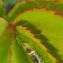 食蚜蝇幼虫（蛆）