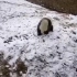 南方大熊猫第一次见雪。。。