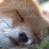 一只狐狸在阳光下入睡