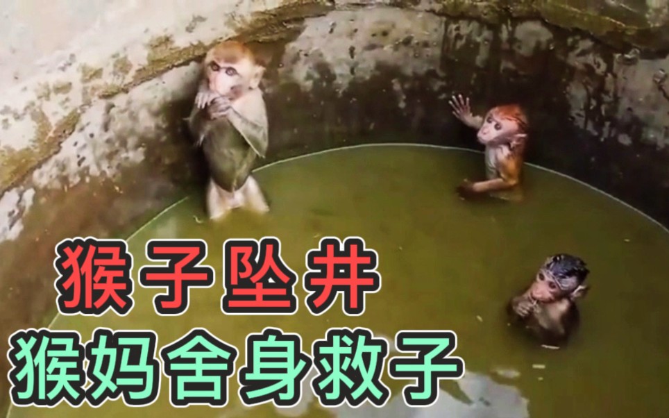 猴妈舍身救子，不幸掉入井中，求助无援，小猴子快坚持不住了
