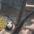 济南野生动物园大熊猫二喜 太可爱咯