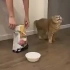 猫咪整天喊饿，铲屎官这天给他倒了一碗猫粮，猫咪都被惊呆了！   