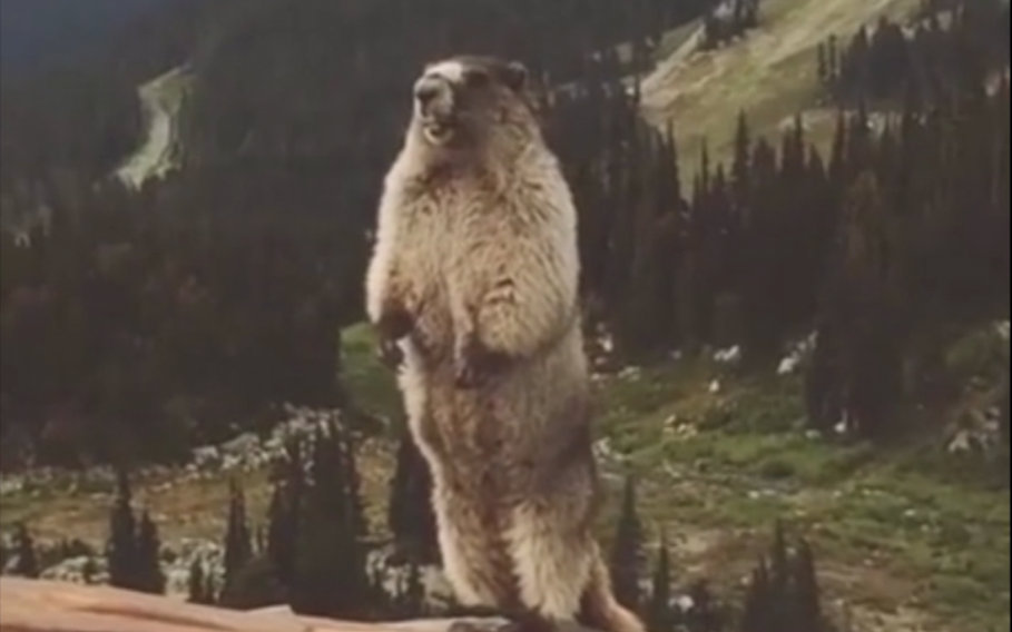 跳跳虎里面的鼹鼠图片_土拨鼠和鼹鼠图片_土拨鼠叫声gif图片