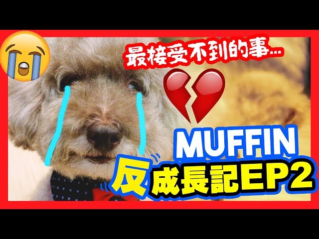 【????MUFFIN「反」成长记#2】????最接受不到的事情发生了!!?成为Brownie的「英雄」?(中字)哔哩哔哩 (゜゜)つロ 干杯~bilibili