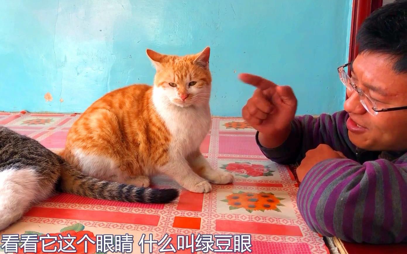 活动作品农村小伙养了一只橘猫绿豆眼憨死了