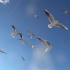 空镜头视频素材 海鸥飞翔慢动作蓝天白云 素材分享