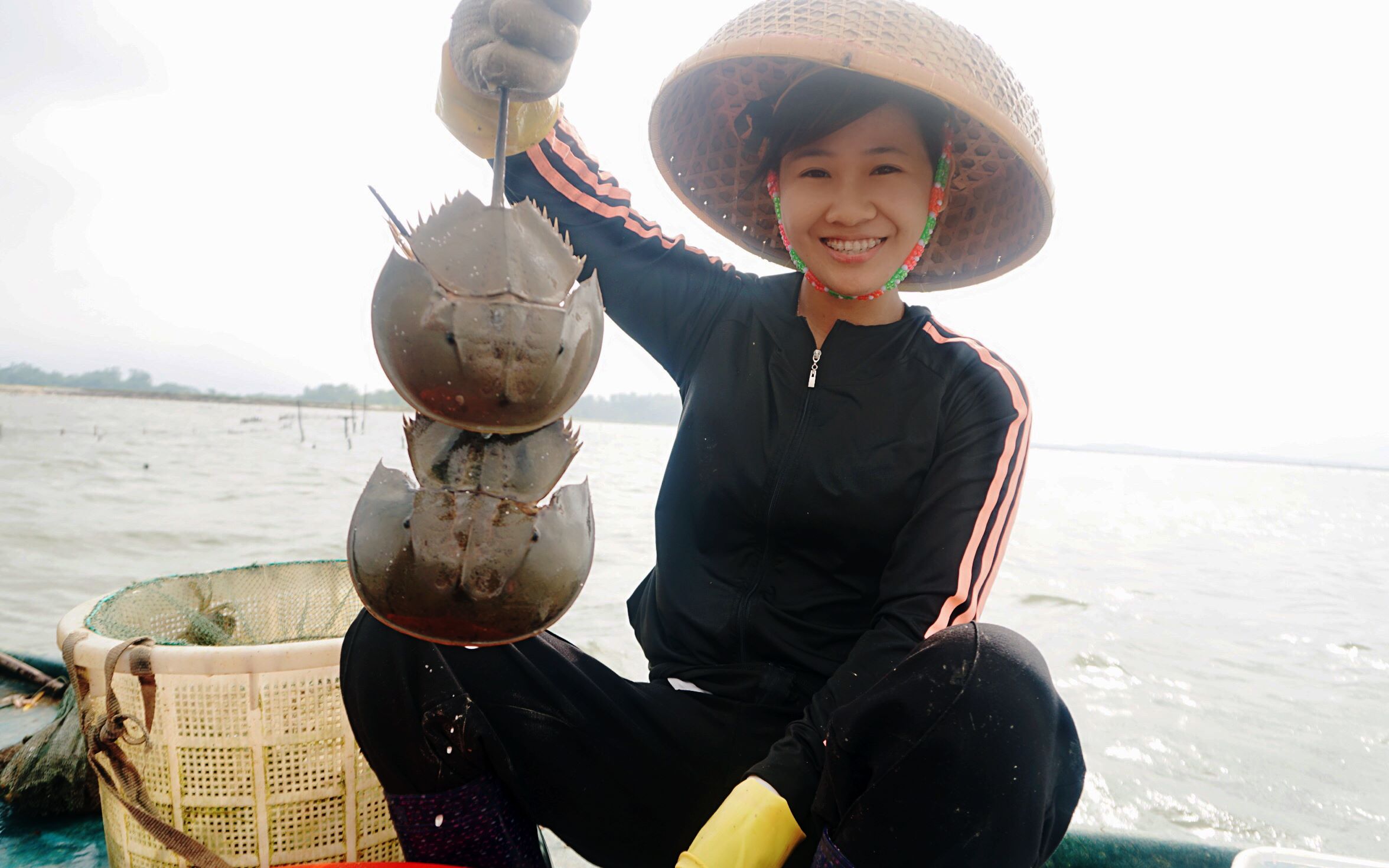 两只中华鲎竟当场交配渔妹全程目睹爸爸赶海几十年都没见过