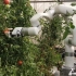 西红柿自动采摘机器人