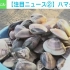 疯狂哄抢：日本大量蛤蜊被冲上千叶县海滩，当地居民捡拾多达数百个(中日双语)(20/11/19)