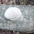盯了这蘑菇一个多月，今天终于长出来了