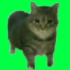 旋转猫猫绿幕素材无水印