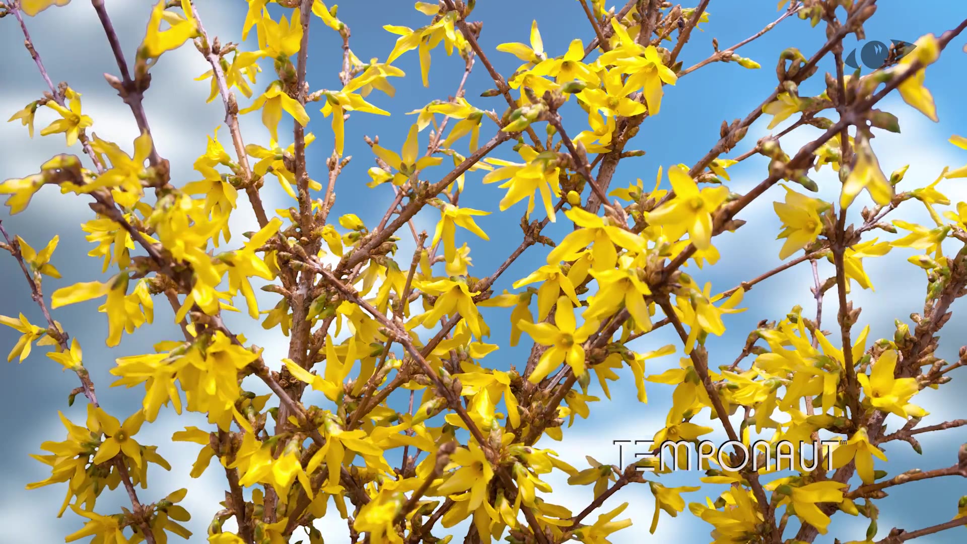 延时摄影连翘花延时摄影forsythiatimelapse