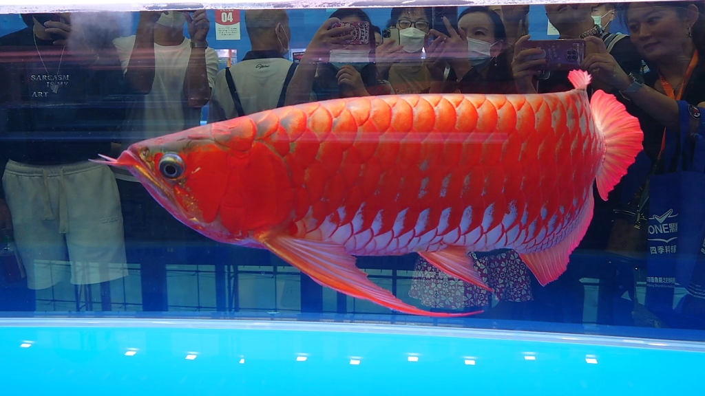 广州2023中国国际宠物水族展：3.红龙冠军100w身价