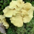 云南雨季蘑菇满山都是，各种各样，大个子珊瑚菌了解一下