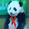 三好学生萌妹猪，坐姿可端正了