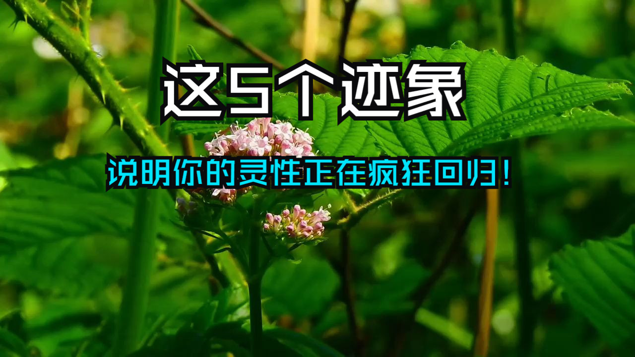 身体不会骗人，这5个迹象，说明你的灵性正在疯狂回归！