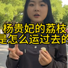 你知道杨贵妃的荔枝是怎么运过去的吗