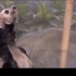 熊猫丫丫被虐待的真实录像:55秒磕头29次，美籍饲养员却视而不见