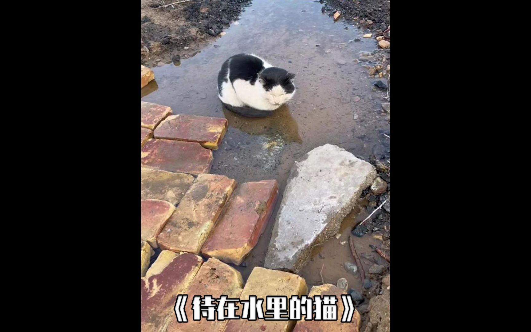 一只奶牛猫爬在水坑里静静等待着死亡