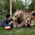 男子救棕熊一命，棕熊和他全家成为朋友。