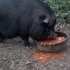 【小动物吃东西】小黑猪吃饭吧唧嘴 伪咀嚼音