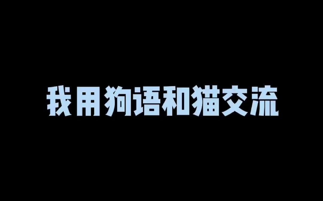 狗语十级专家申请出战和猫交流完全无障碍