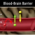 yt1s.com - Blood Brain Barrier Animation_480p