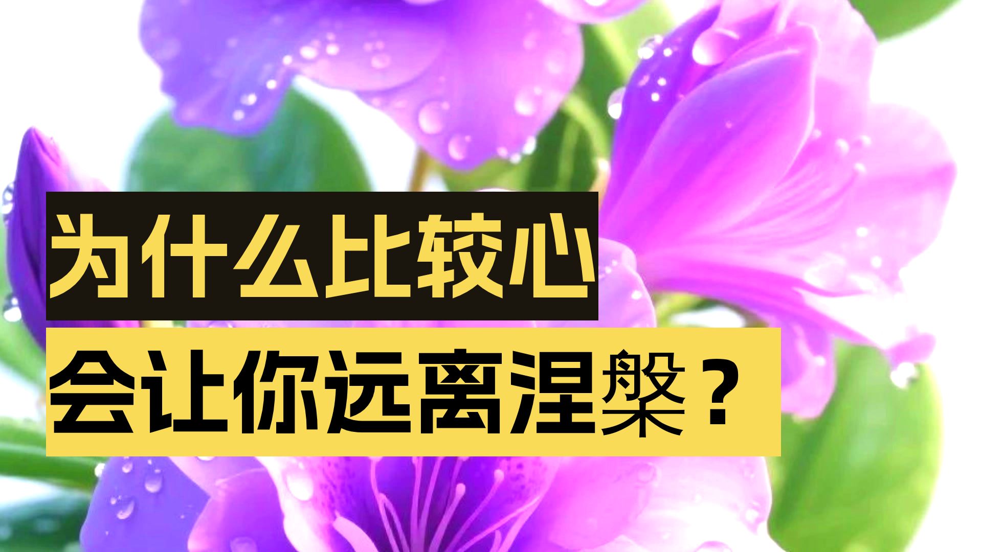 体佛法师开示：优越心是病
