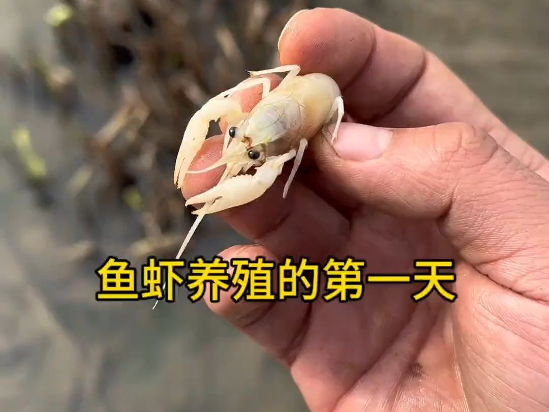 鱼虾养殖的第一天