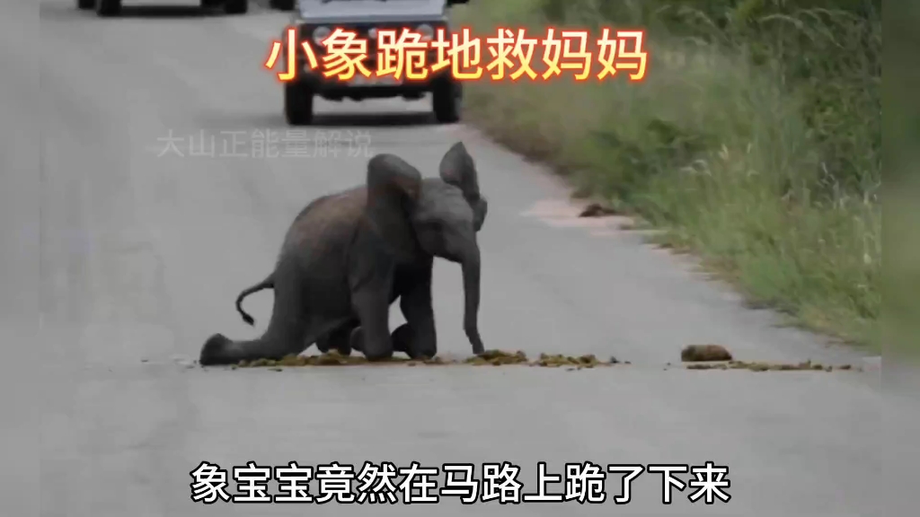 小象向人类下跪，竟然是为了救自己的妈妈
