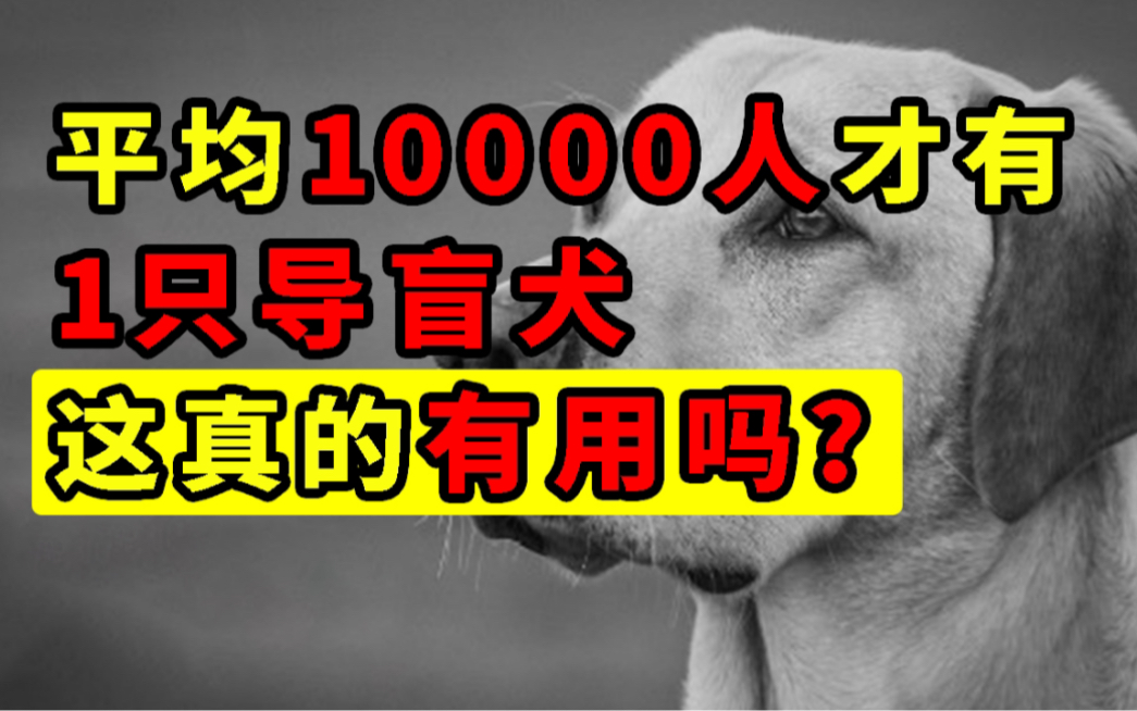 谈谈看法：平均10000人，才能共享1只导盲犬，这不奇怪吗？【洞察社会系列14】[第8次更新~]的第1张示图