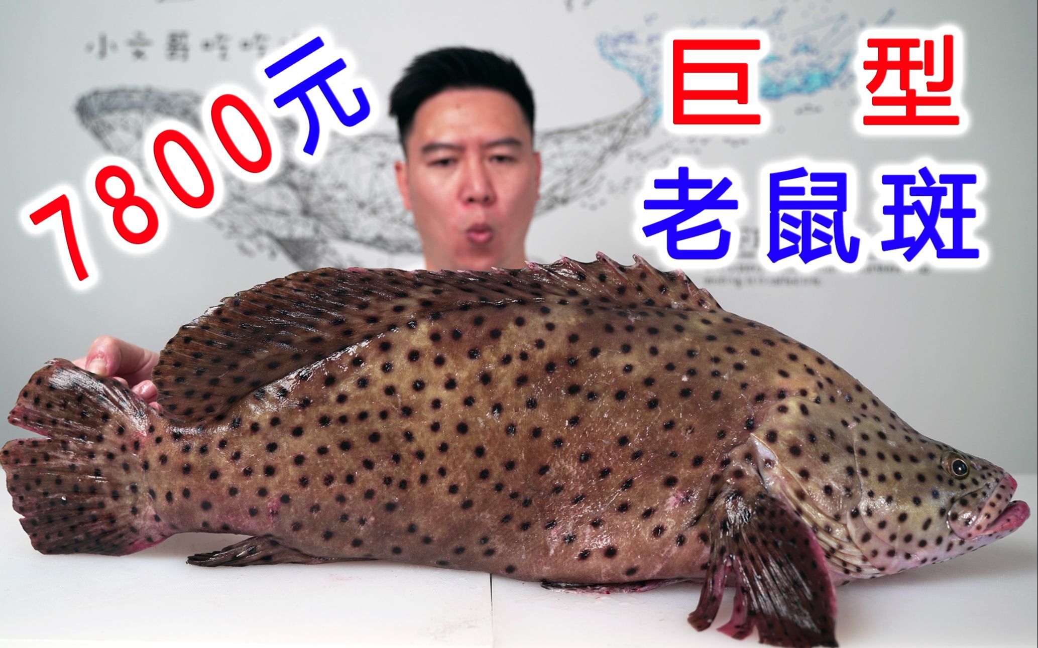 鱼王来了，7800买一条巨型老鼠斑，吃完差点破产了