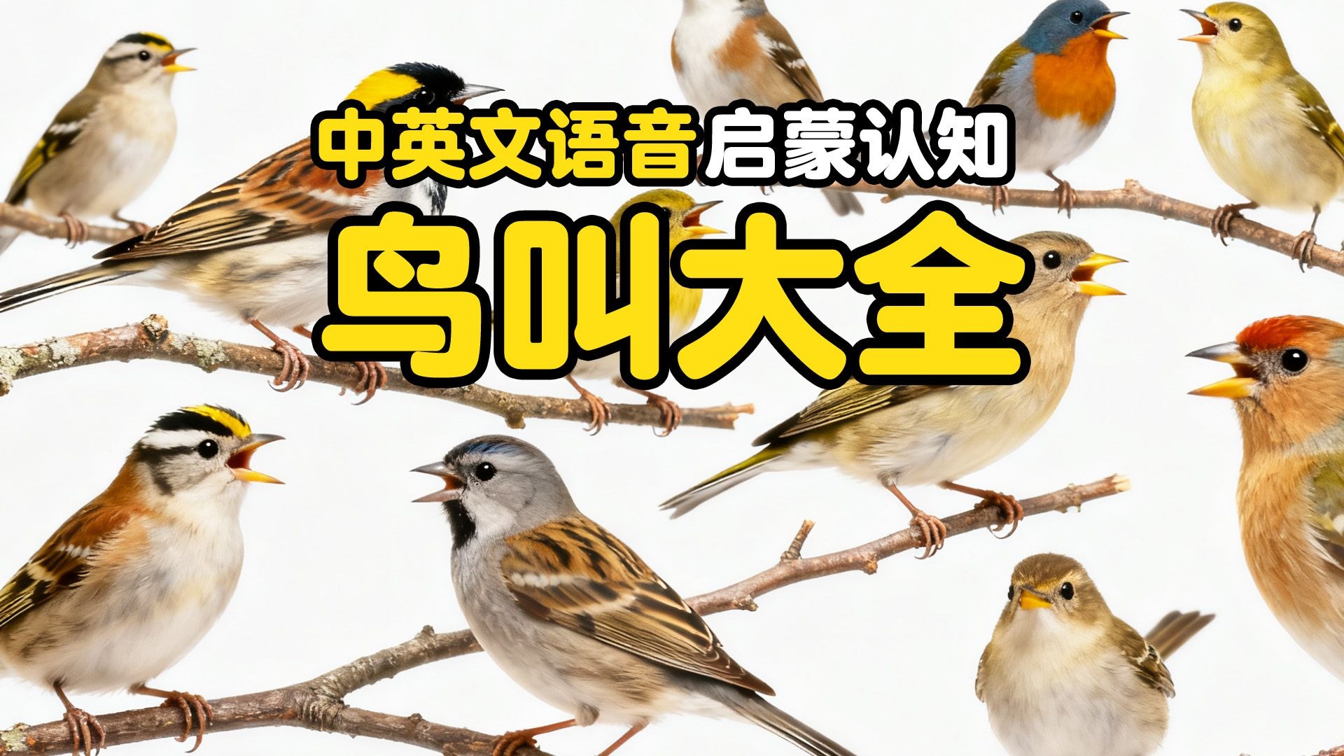各种各样的鸟儿叫声大全中英文鸟类大全