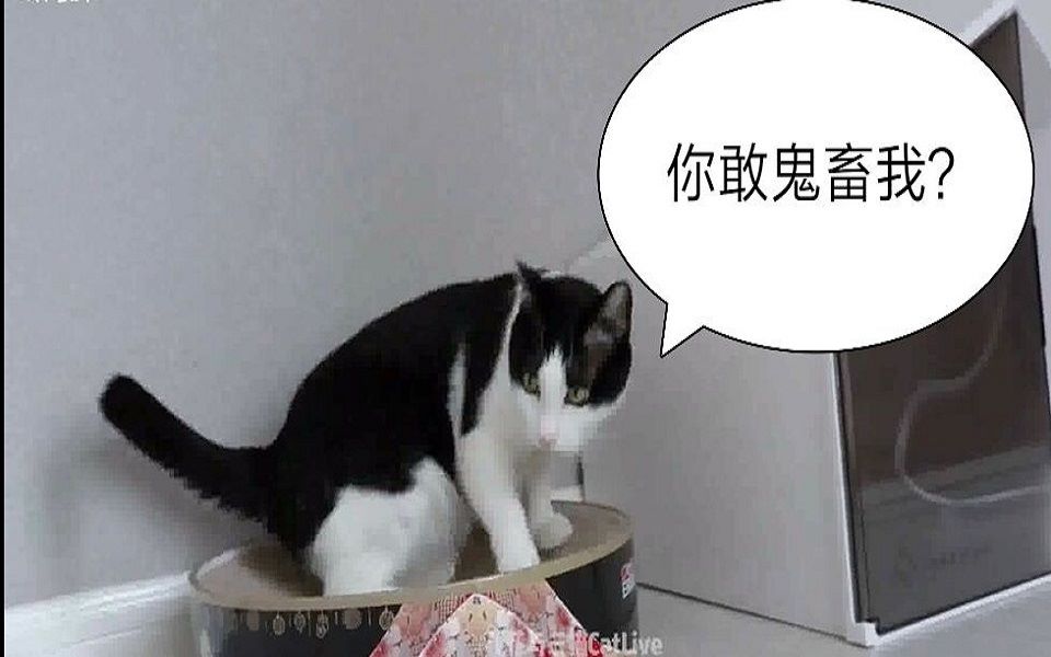 【花花与三猫】中分:谁敢鬼畜我?哔哩哔哩bilibili