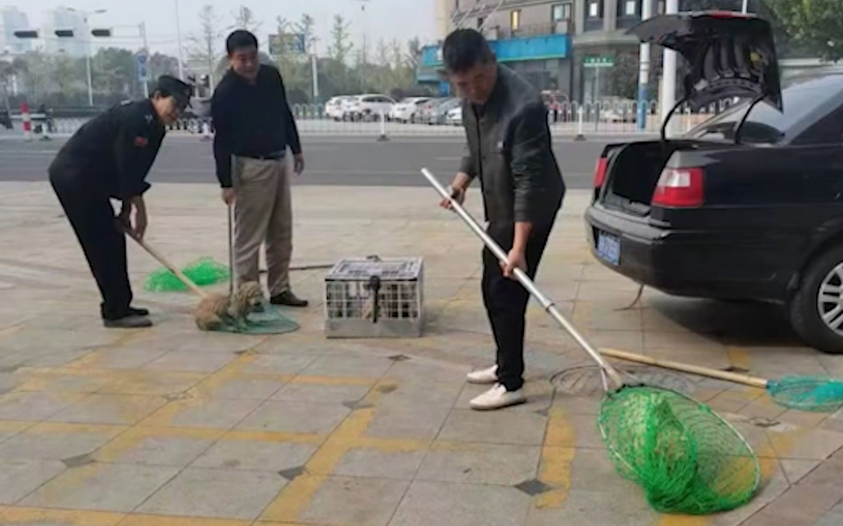 安徽宠物犬被抓走宰杀主人情绪崩溃,街道办通报:处置人员被行拘10日哔哩哔哩bilibili