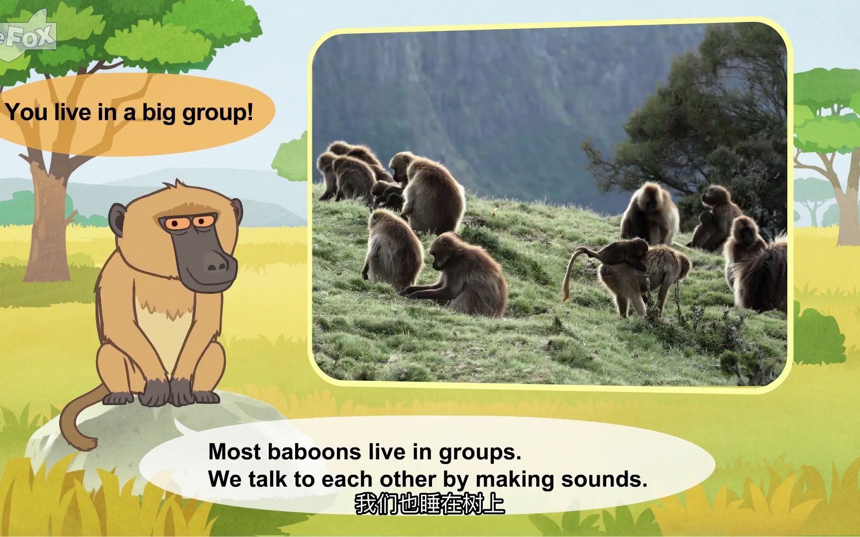 认识动物：狒狒 Meet the Animals 43 Baboon_哔哩哔哩_bilibili