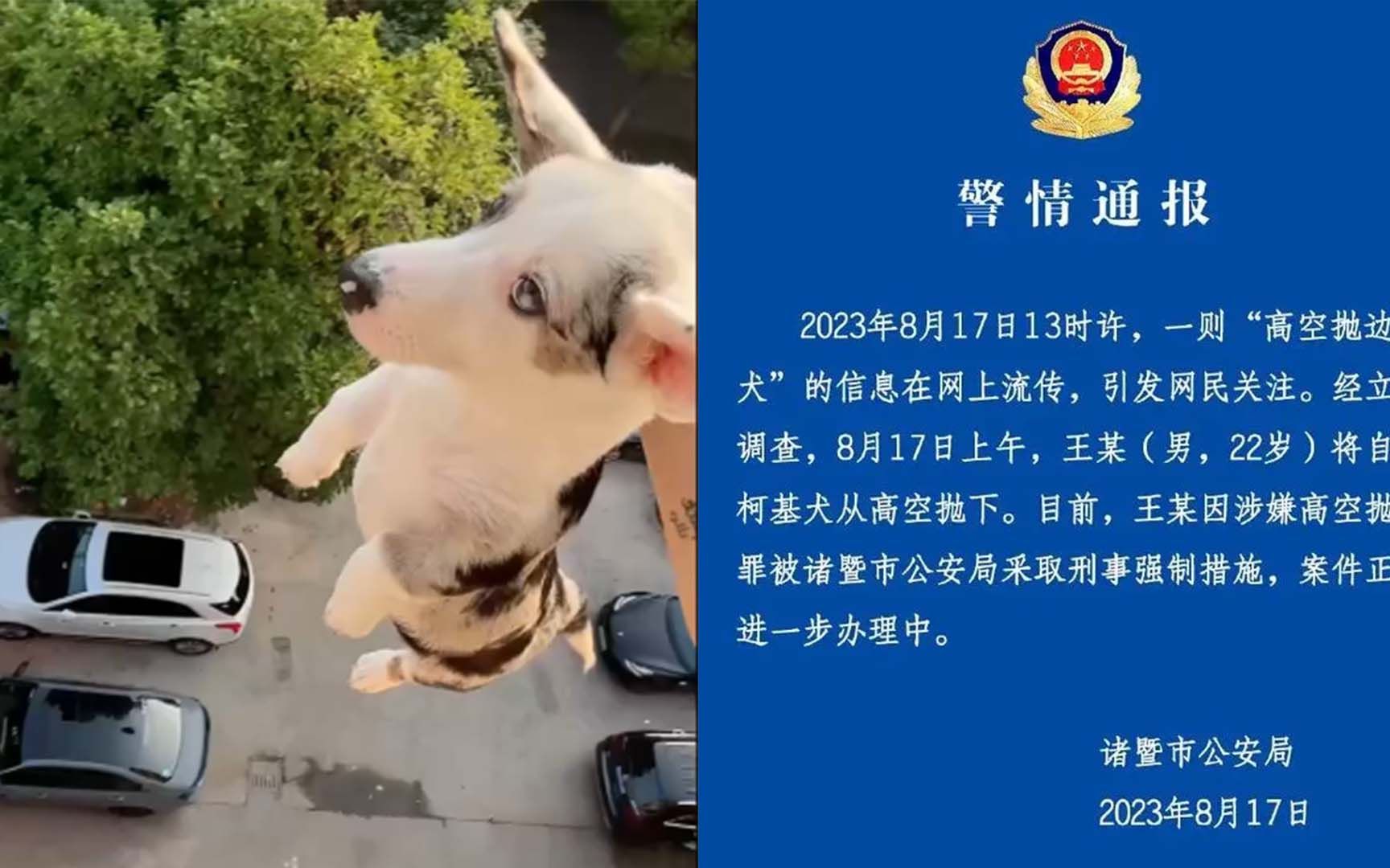 男子将柯基犬从高空抛下，还拍视频炫耀 警方：采取刑事强制措施