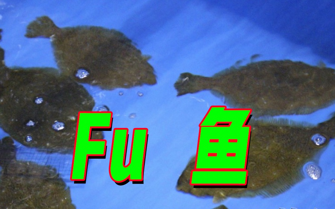 日本东电将试验用福岛核污水养鱼