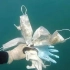 废弃口罩成为全世界新型海洋垃圾？