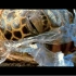 【环保公益片】塑料袋对动物的危害