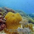 （4K）海洋生物-珊瑚礁（中英文字幕）(中文配音解说)