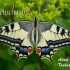 【科普】金凤蝶的一生 (1080P) Papilio machaon