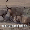 10只狮子“欺负”落单的鳄鱼，水中霸主拼命反抗，结局没想到啊