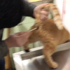 【橘猫】被掏肛，怒不可遏：放开我，我要和你决斗，嗷呜，嗷呜