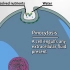 【JoVE】细胞膜及细胞运输 5.13 胞饮作用/Pinocytosis